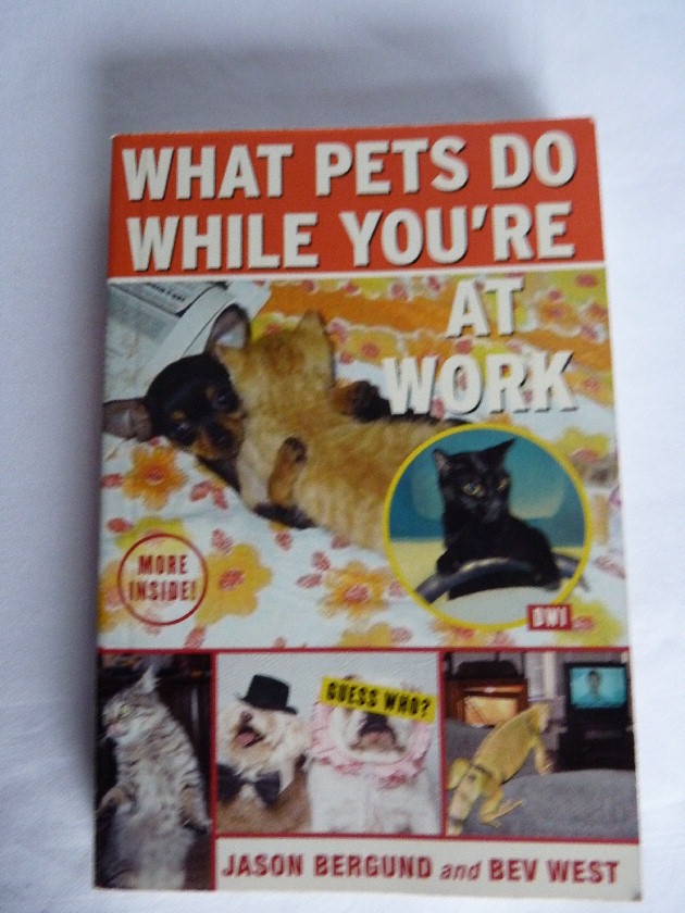 WHAT PETS DO WHILE YOU'RE AT WORK